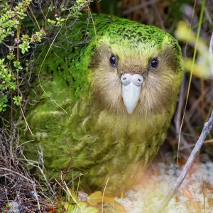 Sinbad the male Kakapo (Strigops habroptilus) curiously peering from the