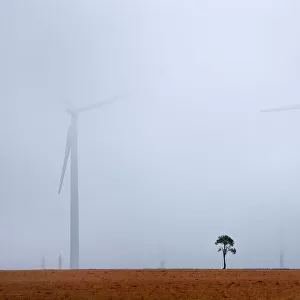 Single almond tree (Amygdalus communis), with wind turbines in background