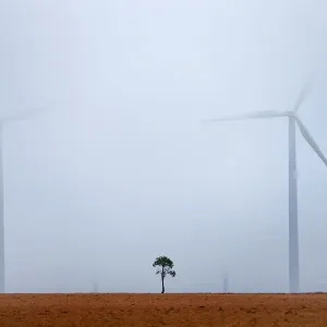 Single almond tree (Amygdalus communis), with wind turbines in background Single almond tree (Amygdalus communis), with wind turbines in background