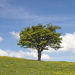 Single hawthorn (Crataegus monogyna) tree on hillside, Deep Dale, Derbyshire, England