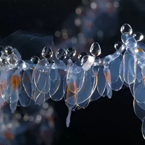 Siphonophore (Nanomia sp) close up of nectophores, and palpons. Gulf of Maine, Atlantic Ocean
