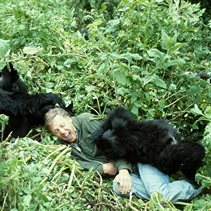 Sir David Attenborough with mountain gorillas, on location for BBC series Life on Earth, Rwanda, Africa 1978