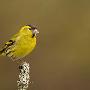Siskin (Carduelis spinus) male peched on a lichen covered branch. Rothiemurchus Forest