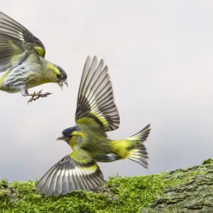 Siskins (Carduelis spinus) fighting over food. Oisterwijk, The Netherlands, March