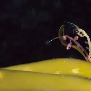 Skeleton shrimp (Caprella septentrionalis) mating Novaya Zemlya, Russian Arctic, July