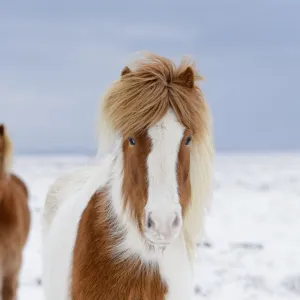 Skewbald and chestnut Icelandic horses in the snow, Snaefellsnes Peninsula, Iceland