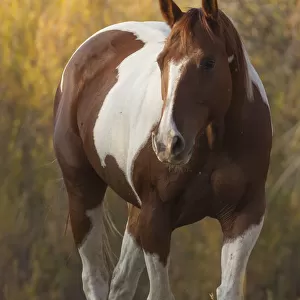 Skewbald Horse in ranch, Martinsdale, Montana, USA