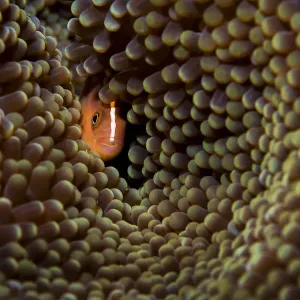Skunk anemonefish (Amphiprion akallopisos) hiding in a large Carpet anemone (Stichodactyla sp. ), Raja Ampat, West Papau, Indonesia, Pacific Ocean Skunk anemonefish (Amphiprion akallopisos) hiding in a large Carpet anemone (Stichodactyla sp. ), Raja Ampat, West Papau, Indonesia, Pacific Ocean