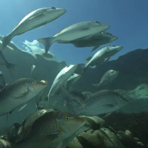 Sky emperors (Lethrinus mahsena) shoaling in Passe Dubois / Dubois channel, Aldabra