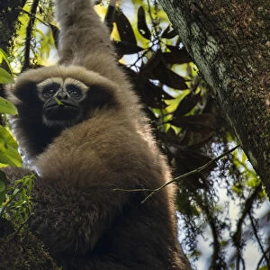 Skywalker hoolock gibbon / Gaoligong hoolock gibbon (Hoolock tianxing) hanging from tree