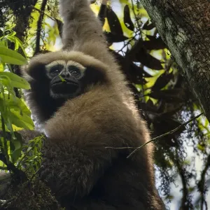 Skywalker hoolock gibbon / Gaoligong hoolock gibbon (Hoolock tianxing) hanging from tree Skywalker hoolock gibbon / Gaoligong hoolock gibbon (Hoolock tianxing) hanging from tree