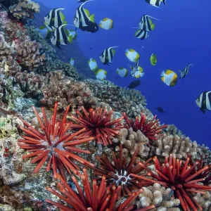 Slate pencil sea urchins (Heterocentrotus mammillatus) Pennantfish (Heniochus diphreutes Slate pencil sea urchins (Heterocentrotus mammillatus) Pennantfish (Heniochus diphreutes