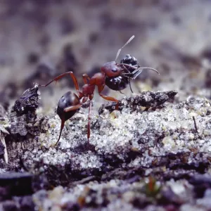 Slave-making ant {Formica sanguinea} carrying Negro ant {Formica fusca} slave Slave-making ant {Formica sanguinea} carrying Negro ant {Formica fusca} slave