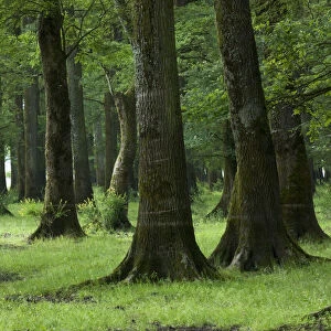 Slavonian / Common oak (Quercus robur) and Ash (Fraxinus sp) forest, near Muilovcica village
