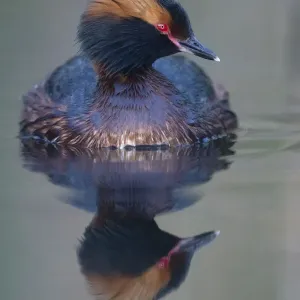 Slavonian grebe (Podiceps auritus) Kyrkbosjon, Bromma, Stockholm, Sweden Slavonian grebe (Podiceps auritus) Kyrkbosjon, Bromma, Stockholm, Sweden