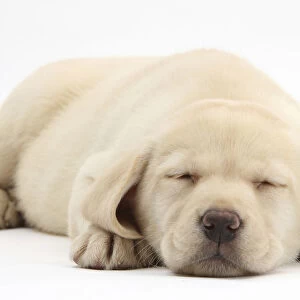 Sleeping Yellow Labrador Retriever pup, 8 weeks