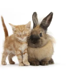 Sleepy ginger kitten and lionhead cross rabbit