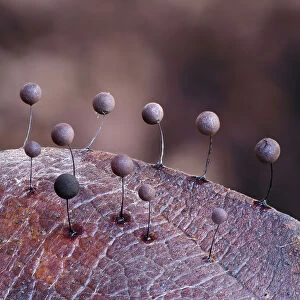 Slime mould (Comatricha lurida) 2mm tall sporangia growing on the surface of a leaf