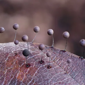 Slime mould (Comatricha lurida) 2mm tall sporangia growing on the surface of a leaf Slime mould (Comatricha lurida) 2mm tall sporangia growing on the surface of a leaf