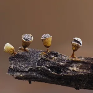 Slime mould sporangia development stages Print Slime mould sporangia development stages Print