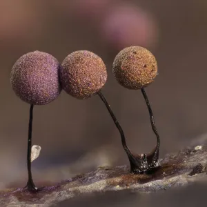 Slime mould (Lamproderma scintillans) close up of sporangia growing on a Holly leaf