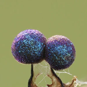 Slime mould (Lamproderma scintillans) super close up of 1mm tall sporangia