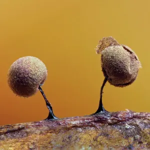 Two Slime mould (Lamproderma scintillans) sporangia, around one millimeter tall, forming on decaying leaf, with peridium split open. Buckinghamshire, England, UK. February. Focus Stacked Two Slime mould (Lamproderma scintillans) sporangia, around one millimeter tall, forming on decaying leaf, with peridium split open. Buckinghamshire, England, UK. February. Focus Stacked