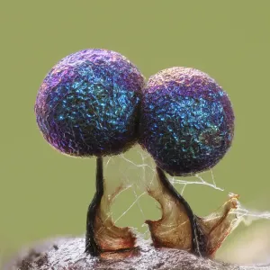 1mm tall Slime mould sporangia Print 1mm tall Slime mould sporangia Print