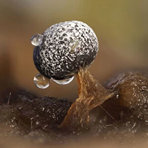 Slime mould (Physarum sp), dew droplets on sporangium, close-up