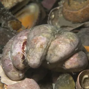 Specie invasiva di limpetto calzare (Crepidula fornicata), Jersey, Isole del Canale Britannico. Specie invasiva di limpetto calzare (Crepidula fornicata), Jersey, Isole del Canale Britannico.