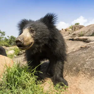 Sloth bear (Melursus ursinus) close up portrait, Daroiji Bear Sanctuary, Karnataka, India