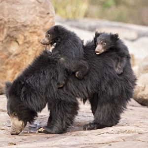 Sloth bear (Melursus ursinus) cubs riding on mothers back, Daroiji Bear Sanctuary
