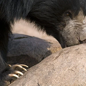 Sloth Bear (Melursus ursinus) foraging on rocks. Karnataka, India, March