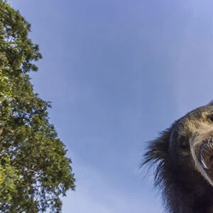 Sloth bear (Melursus ursinus) low angle portrait, Daroiji Bear Sanctuary, Karnataka, India