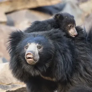 Ours lento (Melursus ursinus) mère avec son ourson sur son dos, sanctuaire d'ours de Daroji. Ours lento (Melursus ursinus) mère avec son ourson sur son dos, sanctuaire d'ours de Daroji.