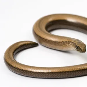 Slow worm (Anguis fragilis)