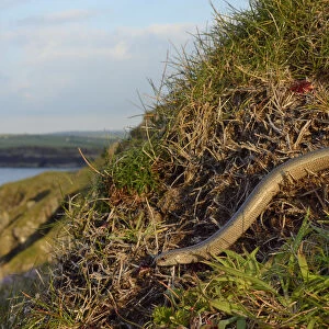 Slow worm (Anguis fragilis) on coastal clifftop grassland. Cornwall, England, UK. May