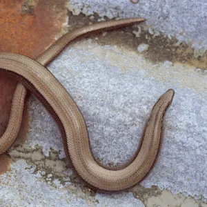 Slow worm {Anguis fragilis} Cornwall, UK