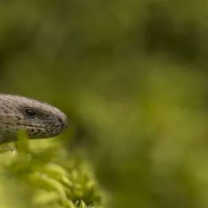 Slow Worm (Anguis fragilis) head. Leicestershire, UK, March