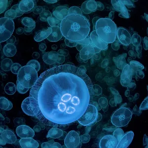 L'aspect caractéristique de la méduse d'aurore (Aurelia aurita), Prince William Sound, Alaska, USA, Océan Pacifique. L'aspect caractéristique de la méduse d'aurore (Aurelia aurita), Prince William Sound, Alaska, USA, Océan Pacifique.