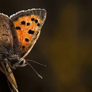 Small copper butterfly (Lycaena philaeas). Peak District NP, Derbyshire, UK, September