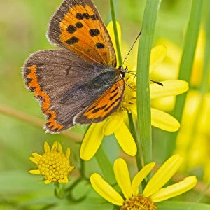 Small copper butterfly (Lycaena phlaeas) on common ragwort, Brockley Cemetery, Lewisham