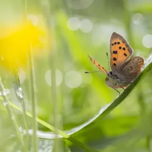Small Copper Butterfly Print, Peak District National Park Small Copper Butterfly Print, Peak District National Park