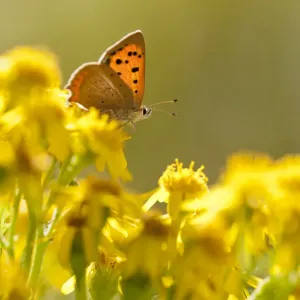 Small Copper butterfly on Common Ragwort Print, 8x12 inches Small Copper butterfly on Common Ragwort Print, 8x12 inches