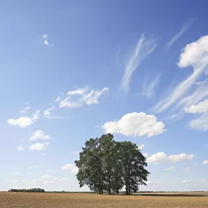 Small copse of trees under a summer sky. Champagne, France, July