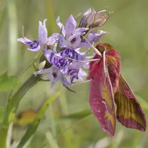 Small elephant hawk-moth (Deilephila porcellus) on Common spotted orchid (Dactylorhiza