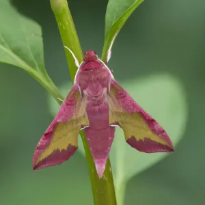 Small elephant hawk-moth print on stem Small elephant hawk-moth print on stem