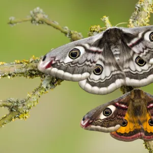 Small emperor moth (Saturnia pavonia) male (bottom) and female with wings open showing