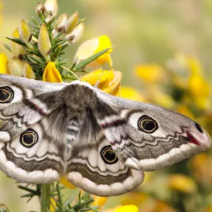 Small emperor moth (Saturnia pavonia) female with wings open showing eyespots on Gorse