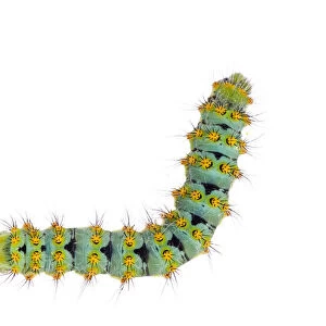 Small emperor moth (Saturnia pavonia) caterpillar, Digne les Bains, France, May 2009